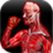 Анатомия Мышцы / Anatomy Muscles