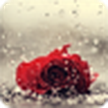 Роза под дождем / Rose in the rain