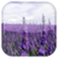 Лаванда живые обои / Lavender LWP
