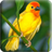 Птицы 3D Live Wallpaper / 3D Birds LWP