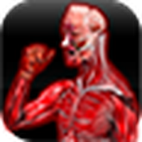 Анатомия Мышцы / Anatomy Muscles