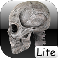 Человеческие кости Lite / Human bones lite