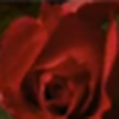 Обои живая роза распускается / wallpaper live rose bud