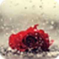 Роза под дождем / Rose in the rain