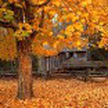 Осень живые обои / Autumn LWP