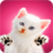 Котенок лижет ваш экран / Cute kitty licks screen