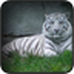 Белый тигр Обои